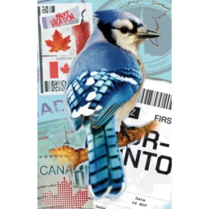 Blue Jay Forest Guardian